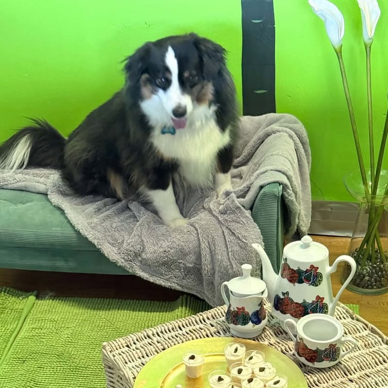 A small dog relaxing on a cozy dog bed with a blanket
