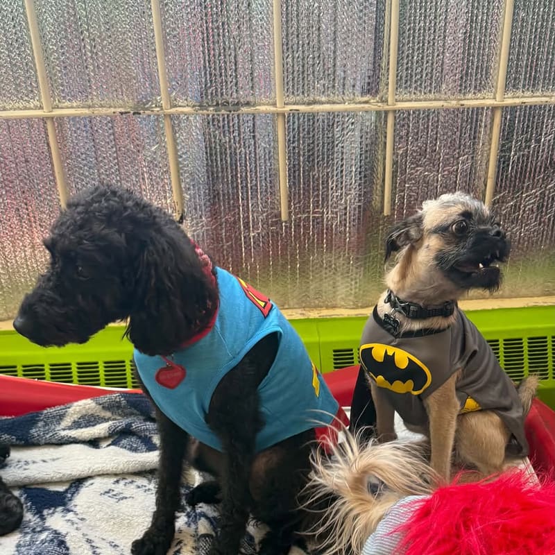 Two small dogs dressed in superhero costumes for Halloween