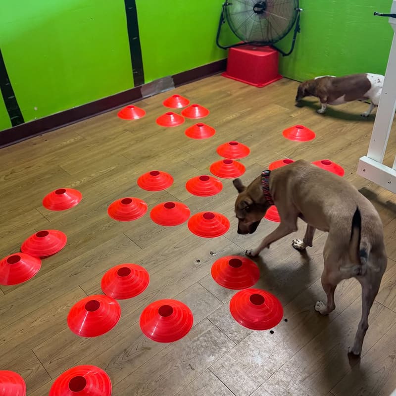 A dog sniffing out treats among red cones during an enrichment game